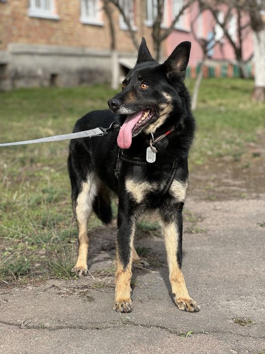 Собака для будинку з притулку