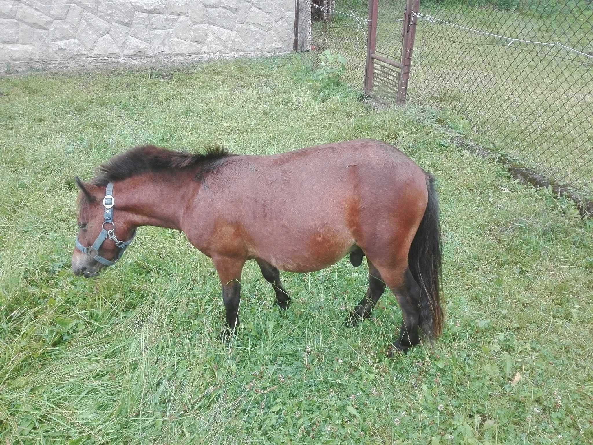 kucyk bardzo spokojny