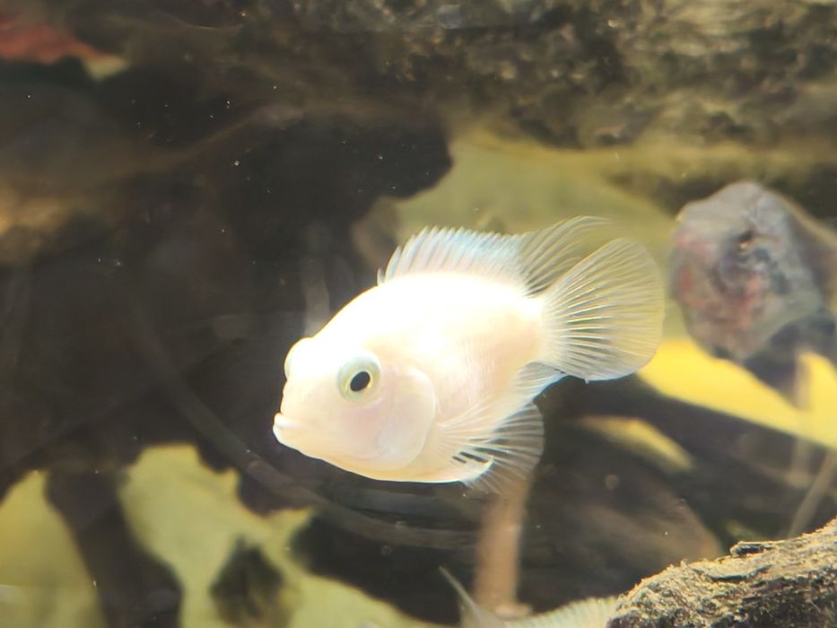 Peixe casal papagaio anão