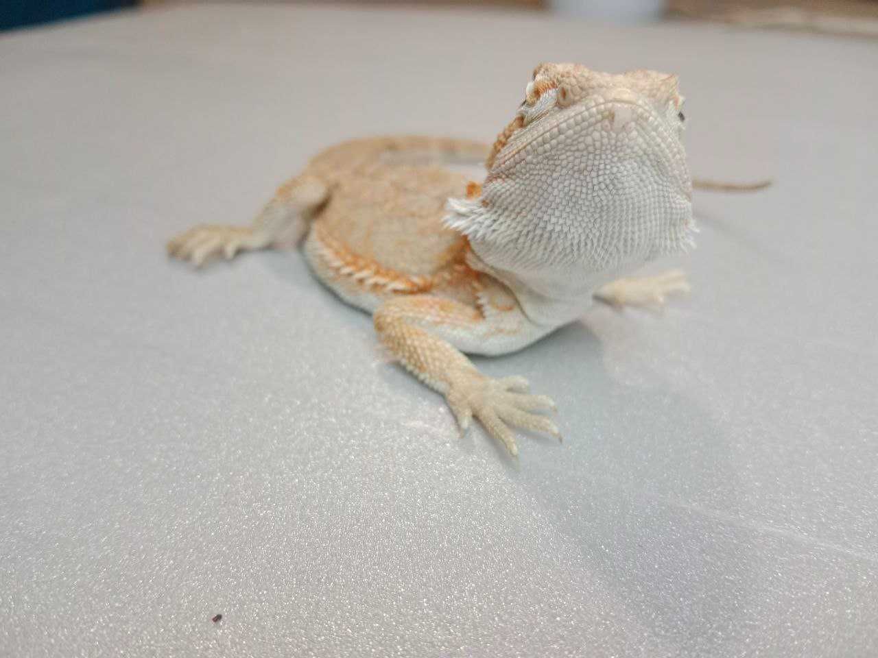 Бородата агама Pogona vitticeps