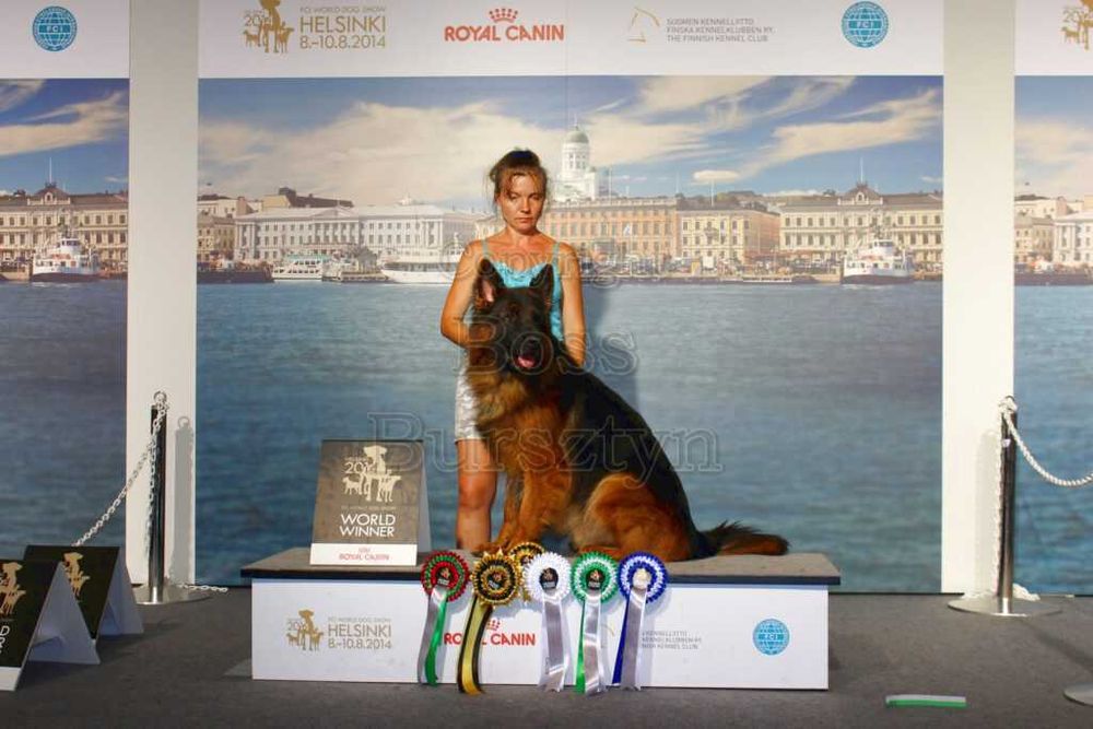 Owczarek niemiecki długowłosy potężny ZKwP/FCI