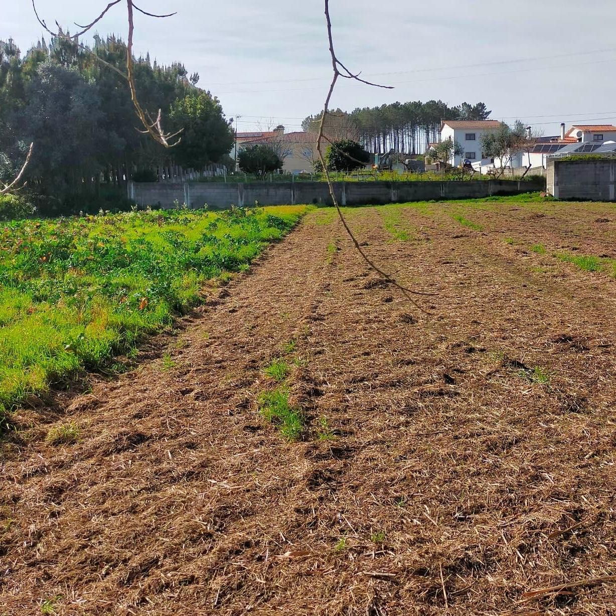 Terreno na Bidoeira de Cima (14min de Leiria) — 1500 m²