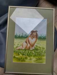 Obraz w ramce przedstawiający owczarka szkockiego