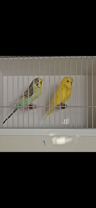 Casais de poupas e ingleses, entre outras várias aves.