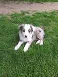 Border Collie Piesek