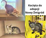 Kotki do adopcji