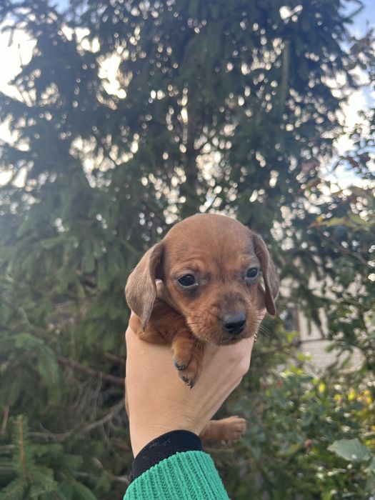 Мраморна такса дівчинка