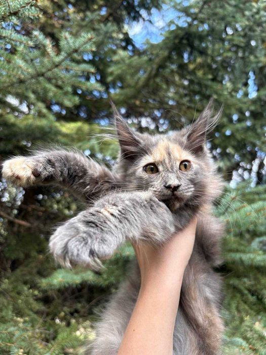 Кішечка мейн кун зі всіма документами WCF та доставкою Україною