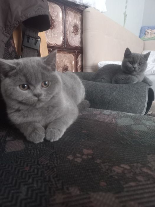 Британці,залишилася 1 прямовуха дівчинка