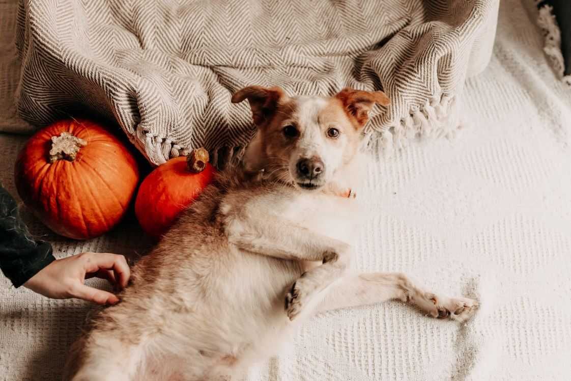 Wesoły, przytulaśny Wafelek poleca się do adopcji!!!