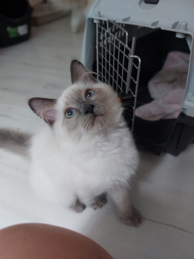Ragdoll kot gotowy do odbioru FIV/Felv