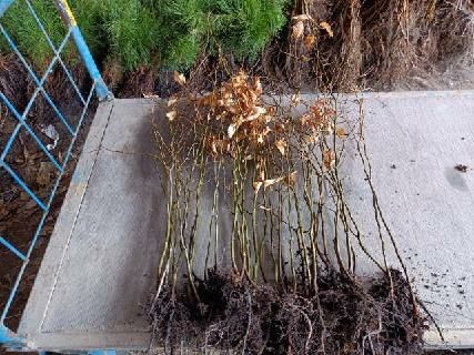 Sprzedam sadzonki Buka wysokość od 50 cm do 80 cm idealne  na żywopłot