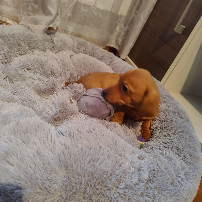 Śliczny Rudy jamniczek