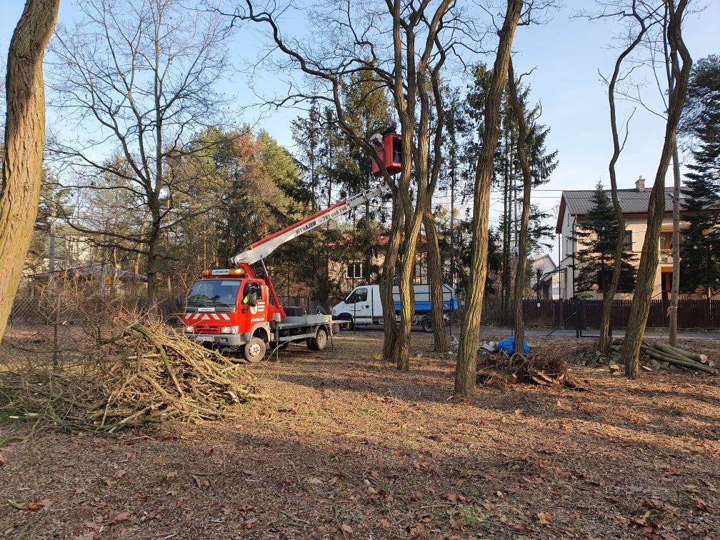 Wycinka pielęgnacja drzew rębak wynajem czyszczenie działek karczowani