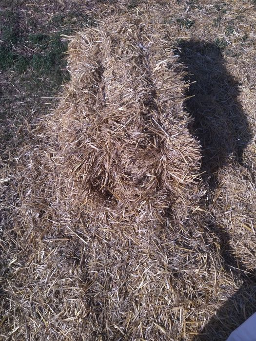 Продам солому ячну в тюках.