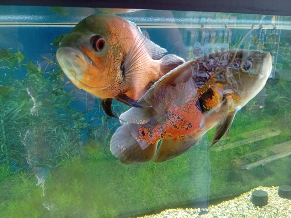 Peixe água quente Oscar