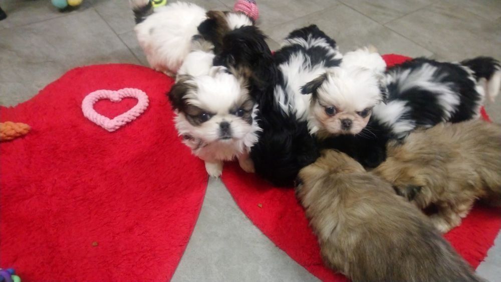 Pekińczyk Pekińczyki Nie Shih Tzu