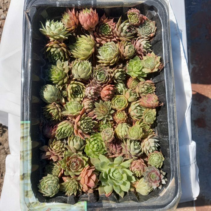 Молодило, кам'яна троянда, набір з 50+ штук,  мінімум 30 різних сортів