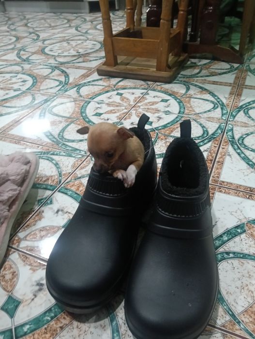 В продажі дуже лагідні  цуценята той-терєр