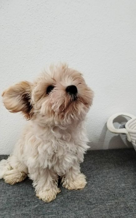 Cachorrinho Yorkshire Biewer