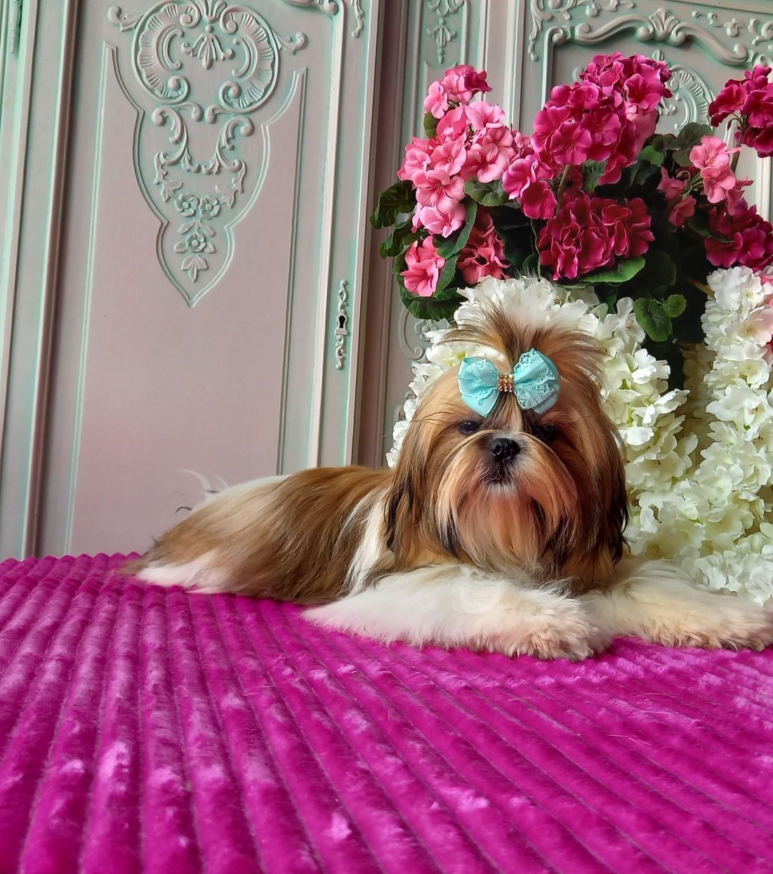 Shih Tzu rodowodowy piesek