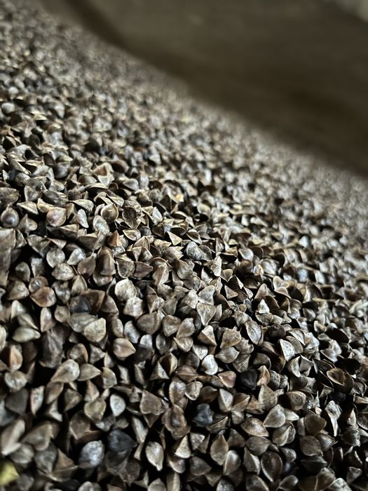 Sprzedam Grykę tego roczną zbiór 2025 , ekologiczna