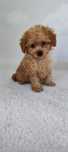 Maltipoo suczka F1 xxs