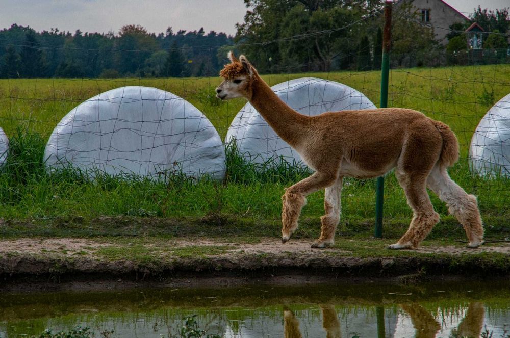 Alpaka samiec młody - ciemnobeżowy