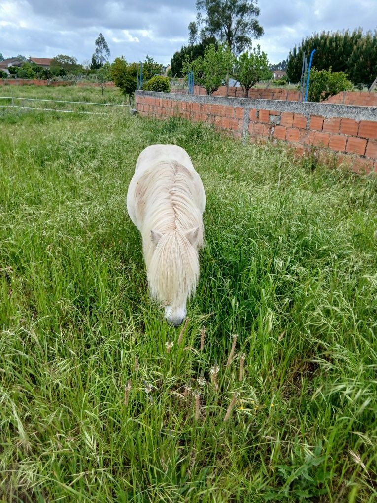Ponei mansinho para crianças