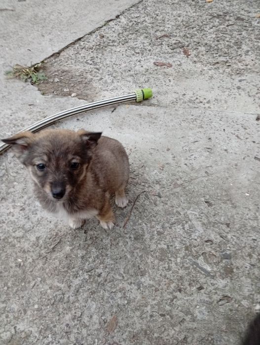 Віддам в добрі руки цуценят двомісячний