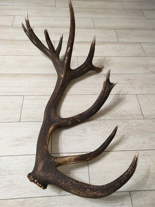 Роги оленячі 2025 року