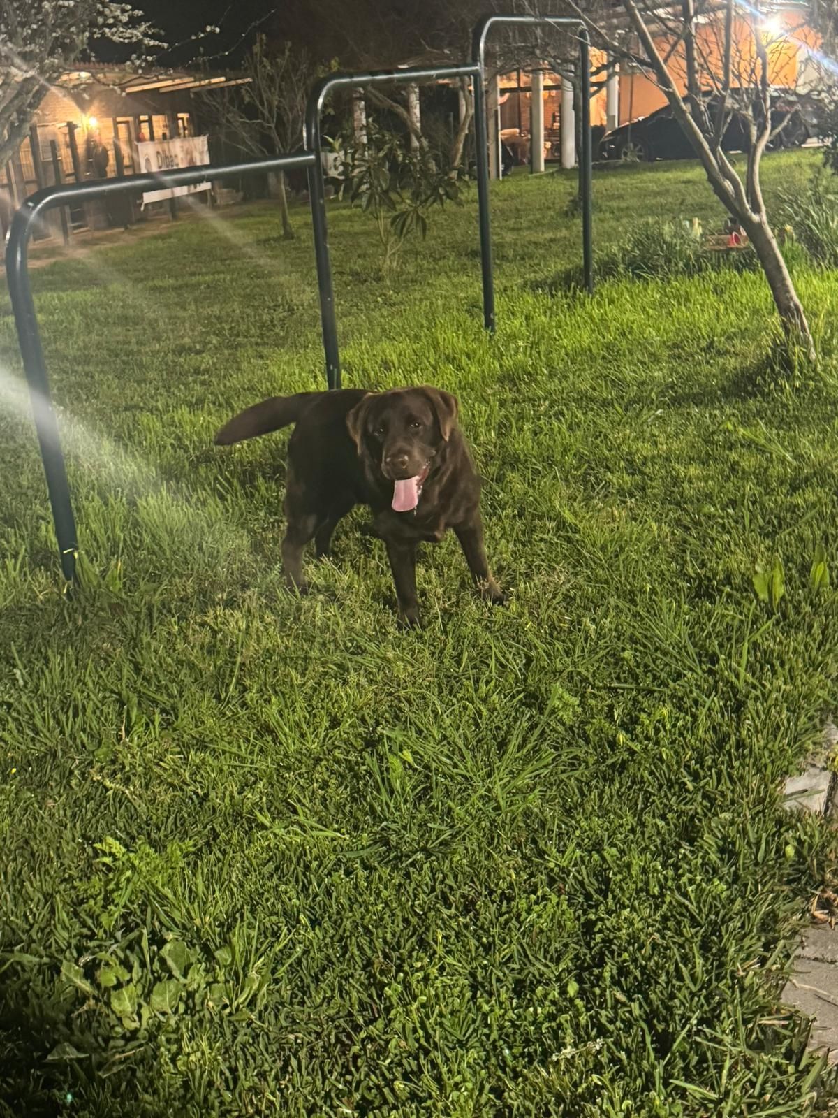 Labrador retriever chocolate para cruza/monta