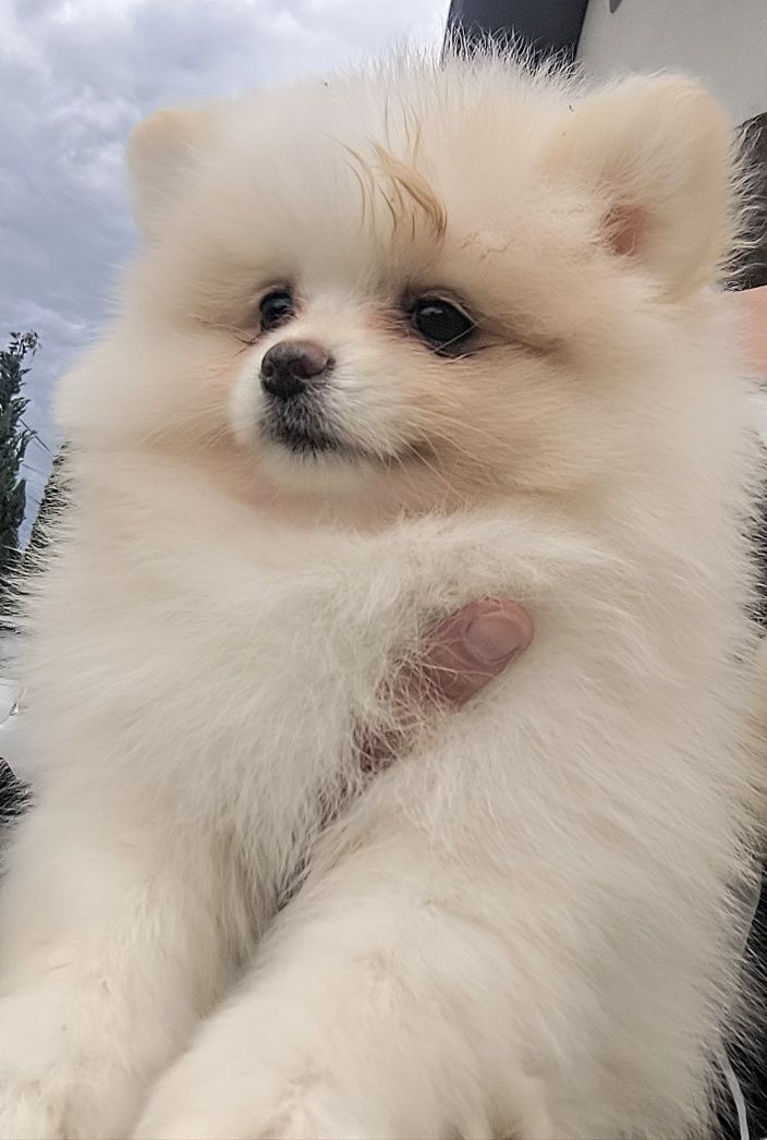 Szpic miniaturowy pomeranian biała latte dziewczynka