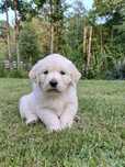 Cudowne szczeniaki Golden Retriever, ZKwP,FCI