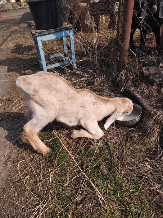 Нубійські козенята