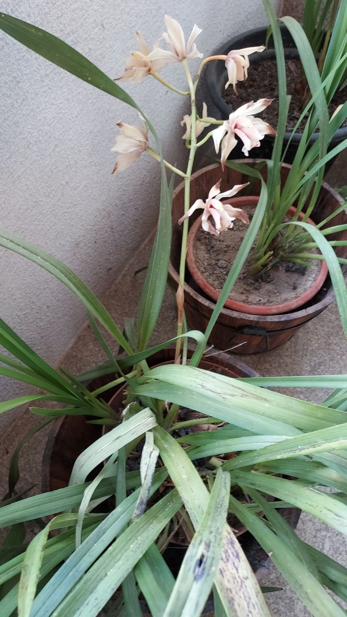 Vaso flores Orquídeas