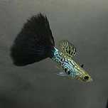 Guppys casais de 50 Linhas