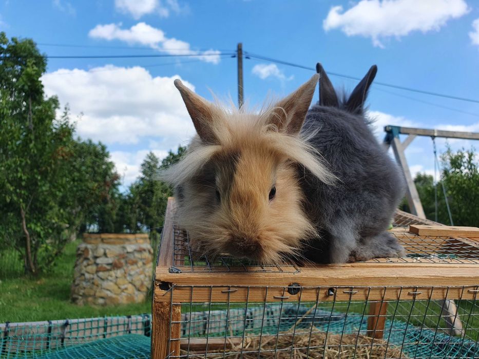 Kroliki miniaturki