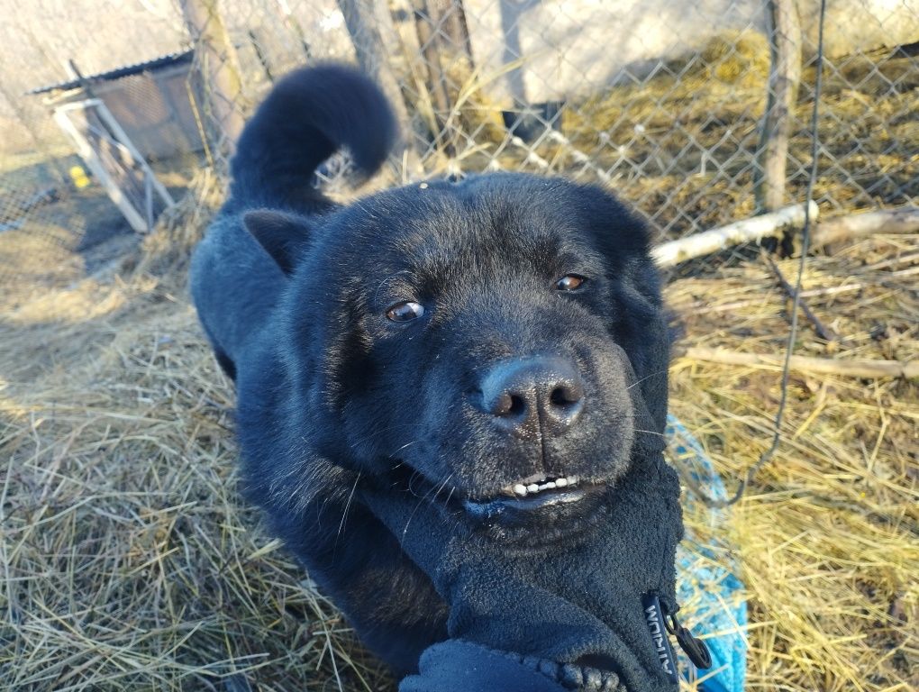 Чау чау смуф у добрі руки.