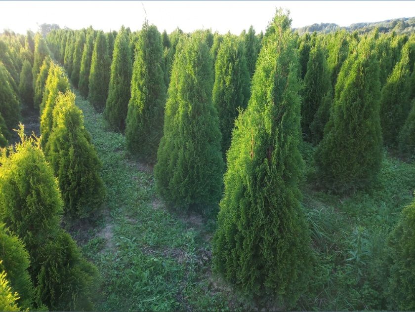 Tuja brabant, szmaragd 170cm, nawet do 250cm, dowóz, sadzimy