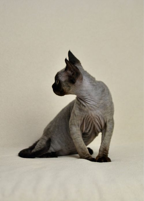 Чорний хлопчик девон рекс