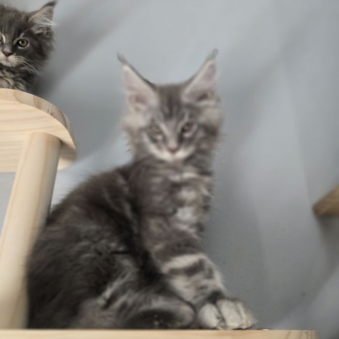 Maine Coon kotka kocurki