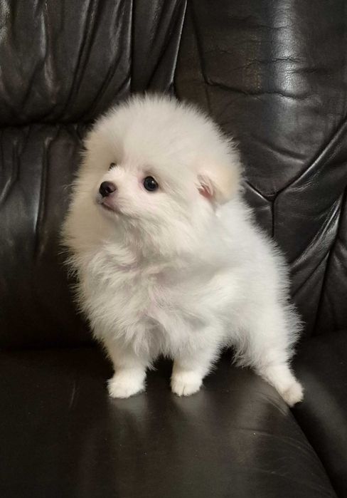 Pomeranian biała suczka