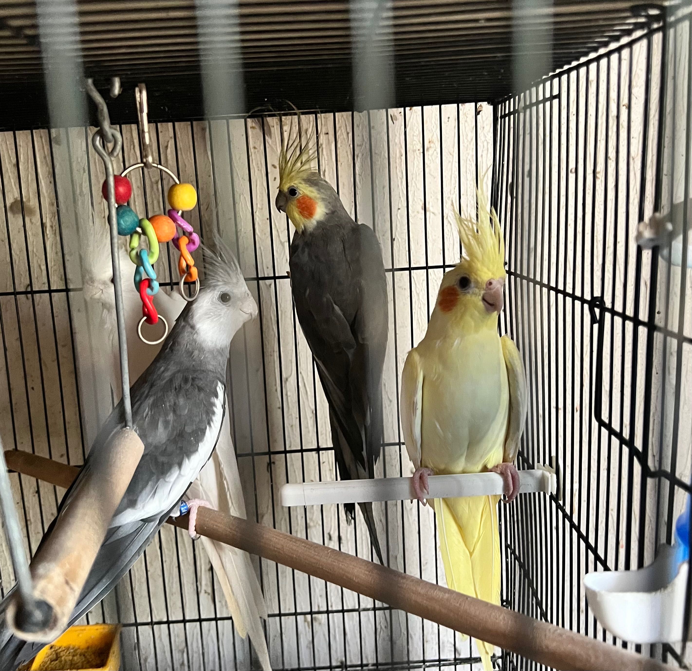 Caturras (1 casal 30€) se levar os 2 casais (50€)