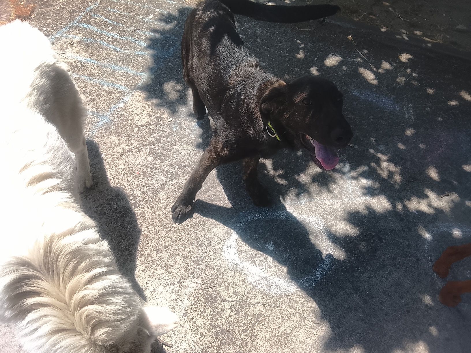 Cão para adopção