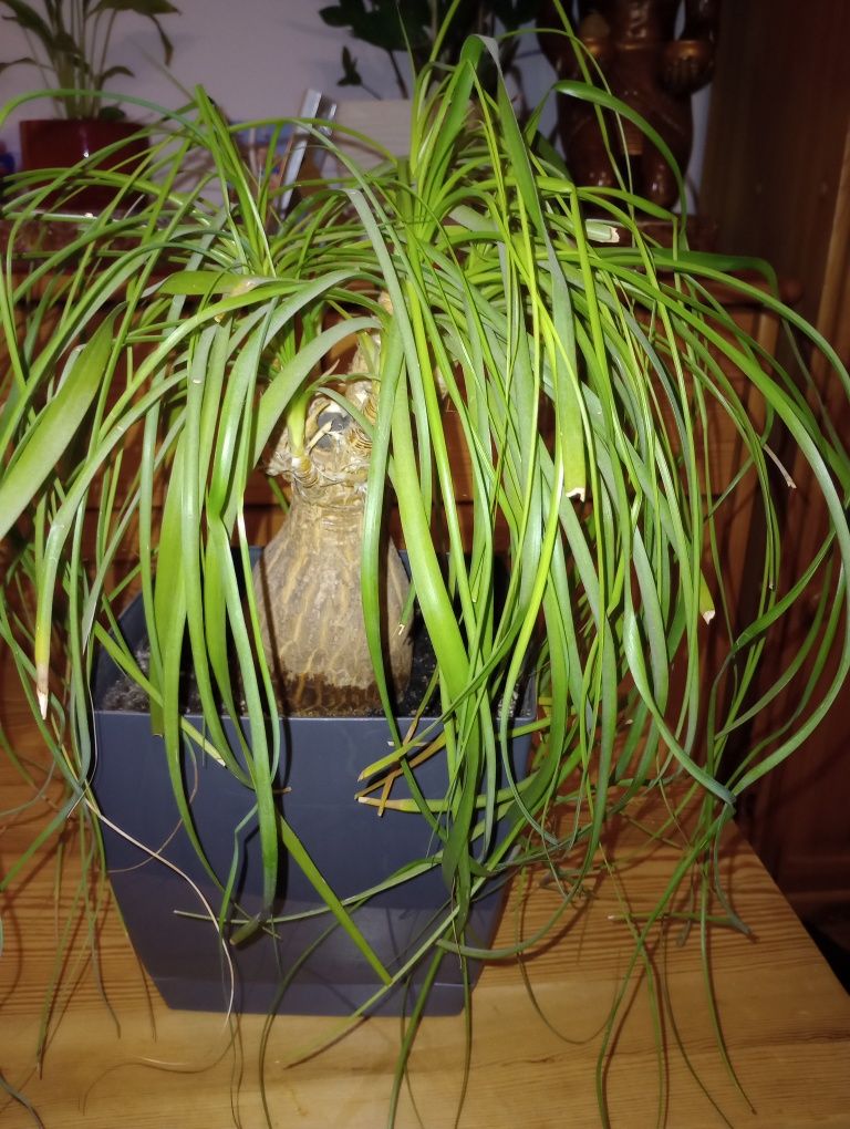 Philodendron white wave, nolina stopa słonia