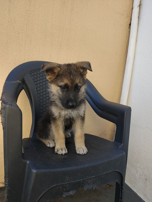 Pastor alemão fêmea pura Lindissima