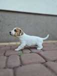 Sunia jack russell terrier