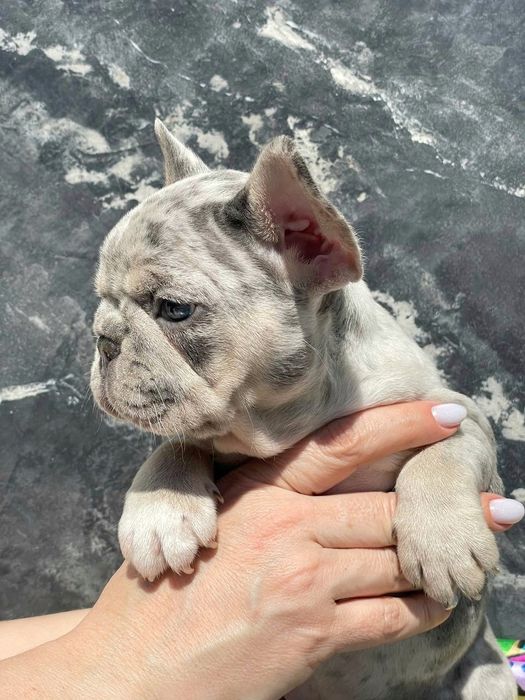 Дівчинка суперміні Isabella Merle