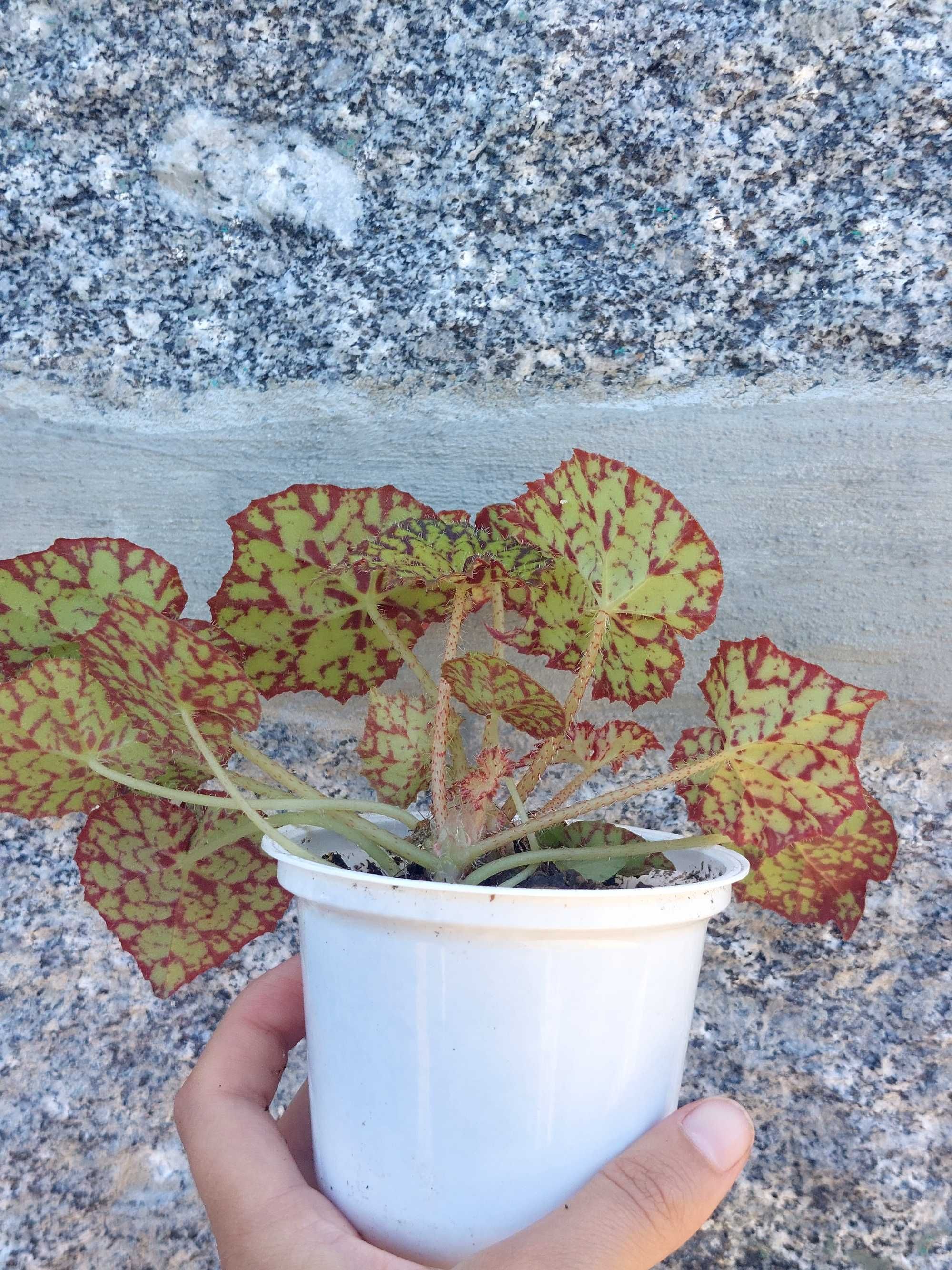 Planta Begonia Beleaf